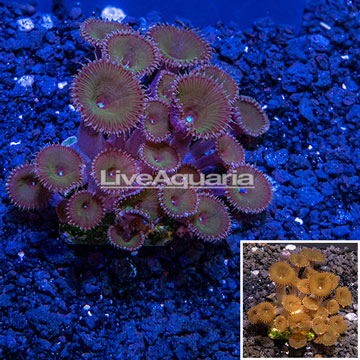 Australia Cultured Protopalythoa Coral