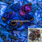 Sea Squirt (click for more detail)
