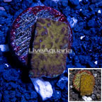 LiveAquaria® Cultured Psammacora Coral (click for more detail)