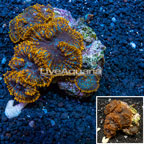 Rhodactis Mushroom Vietnam  (click for more detail)