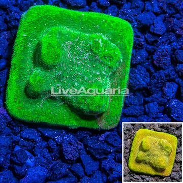 Australia Cultured Green Psammacora Coral