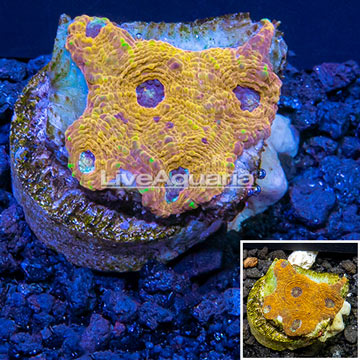 LiveAquaria® Cultured Acan Echinata Coral 