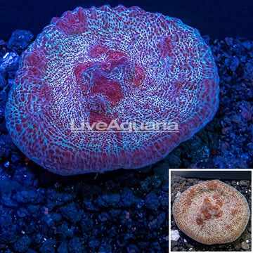 LiveAquaria® cultured Chalice Coral 