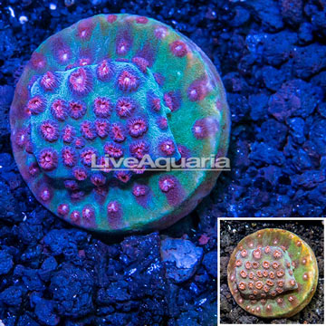 LiveAquaria® Cultured Cyphastrea Coral