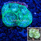 Australia Cultured Goniastrea Brain Coral  (click for more detail)