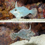 Bristletail Filefish, Pair (click for more detail)