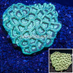 Goniastrea Brain Coral (click for more detail)