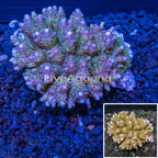 Bushy Acropora Coral Tonga (click for more detail)