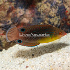 Yellowchest Twist Wrasse EXPERT ONLY (click for more detail)