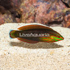 Ornate Wrasse  (click for more detail)