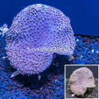 Toadstool Mushroom Leather Coral Vietnam  (click for more detail)