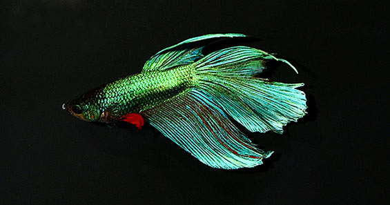 Kevin Kohen Discusses the Best Care for the Beautiful Betta – LiveAquaria