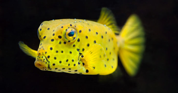 Saltwater Aquarium Fish Species Profile: Boxfish  LiveAquaria
