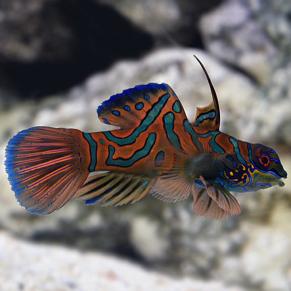 dragon net fish Fingered Dragonet Scooter Dragonet Care (Synchiropus ocellatus)