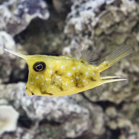 buy a box fish Blue (male) NYAquatic painted yellow and features black spots Boxfish | Marine Fish