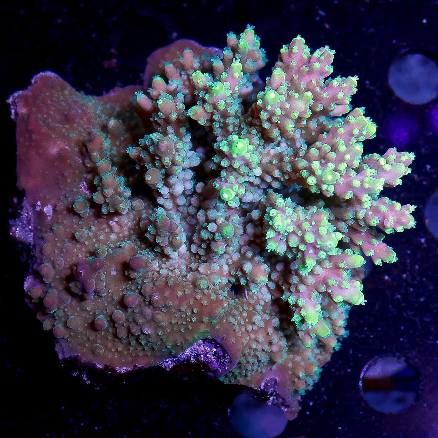 Acropora Coral 2.5" WYSIWYG