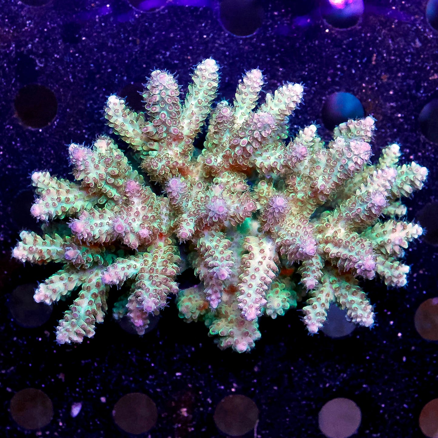 Acropora Coral 4" WYSIWYG