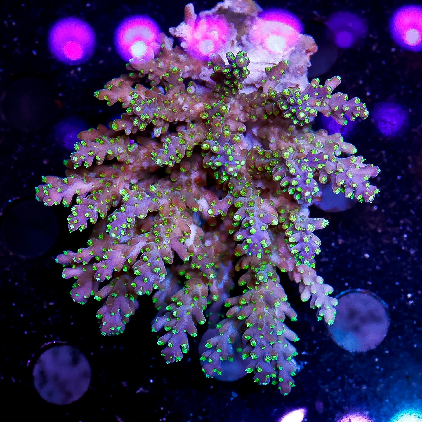 Acropora Coral 2.5" WYSIWYG