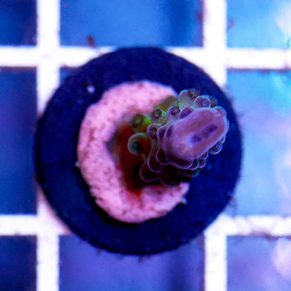 USA Aquacultured Acropora Coral 1" WYSIWYG
