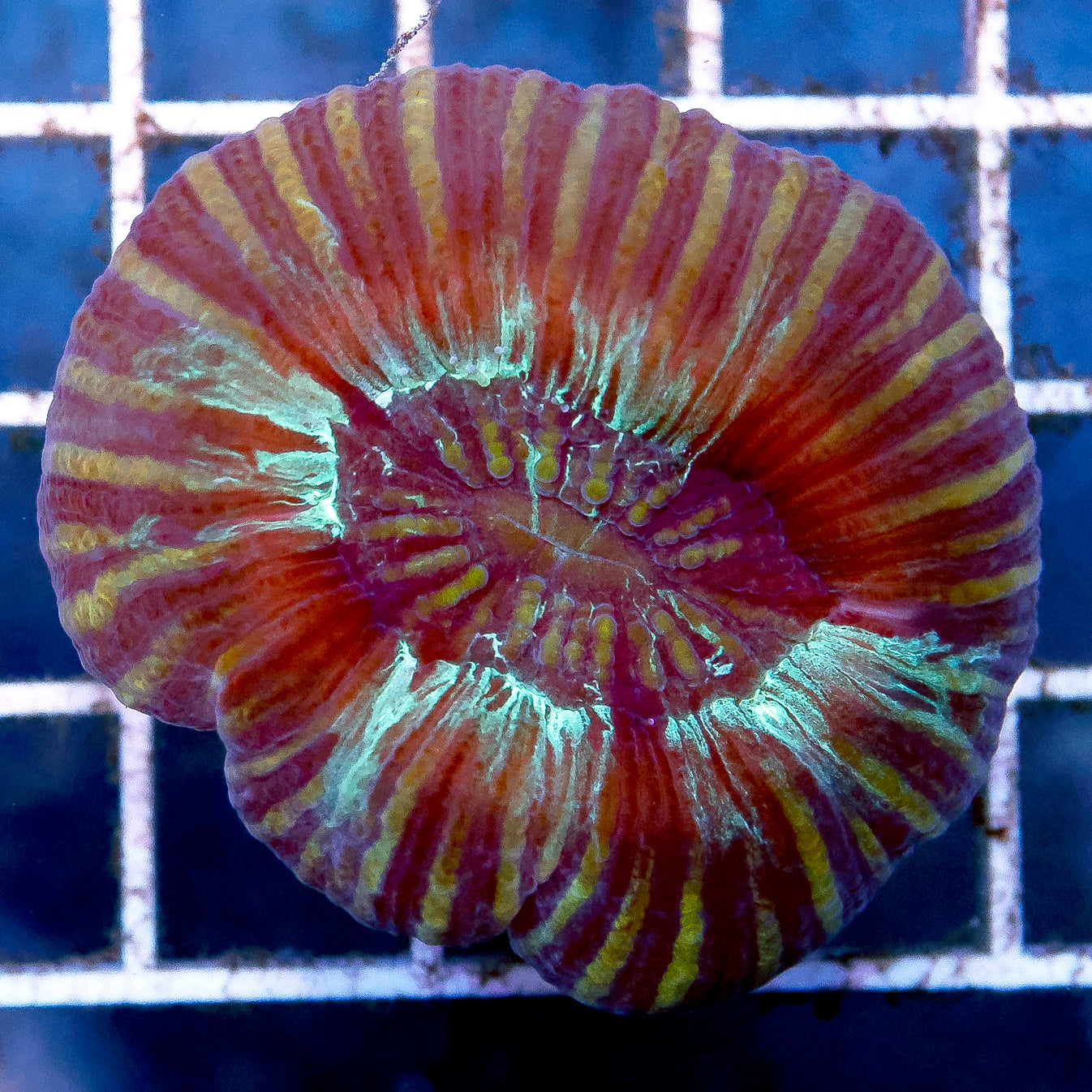 Brain Coral, Trachyphyllia 1.75" WYSIWYG