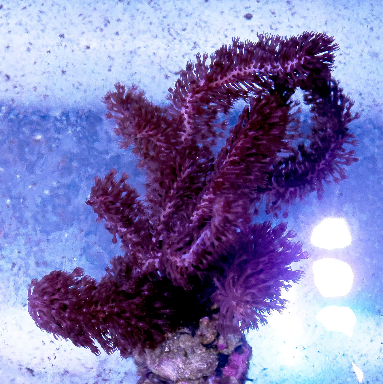 Sea Stalk Briareum 6.5" WYSIWYG