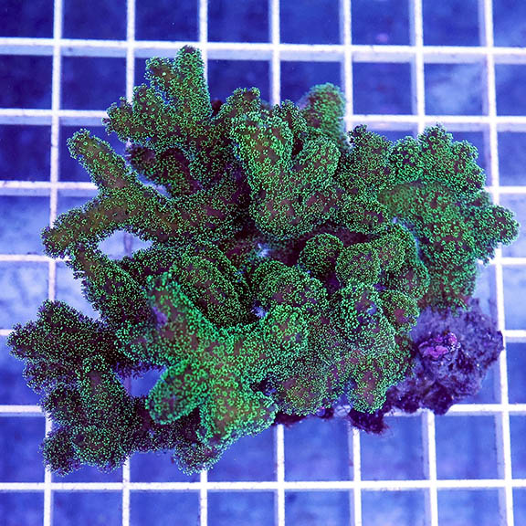 Green Stylophora Coral 3.5" WYSIWYG