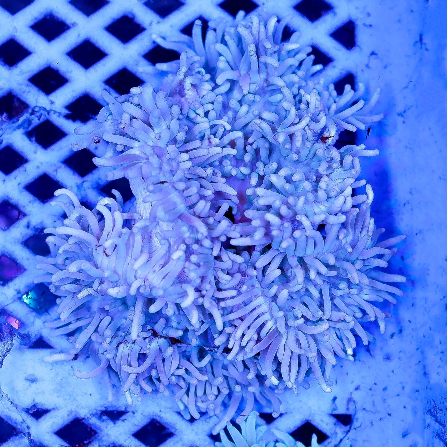 Sebae Anemone 4" WYSIWYG