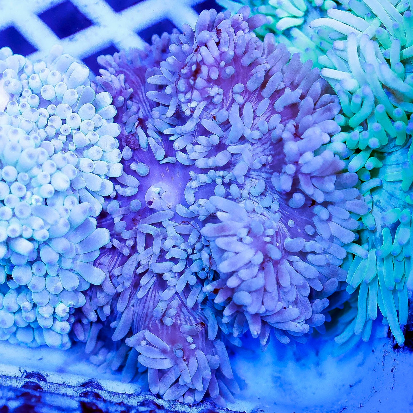Sebae Anemone 4" WYSIWYG