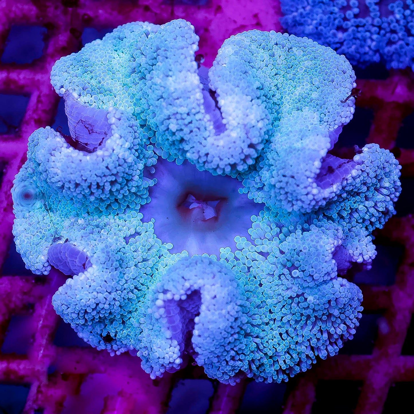 Haddon's Carpet Anemone 3.5" WYSIWYG