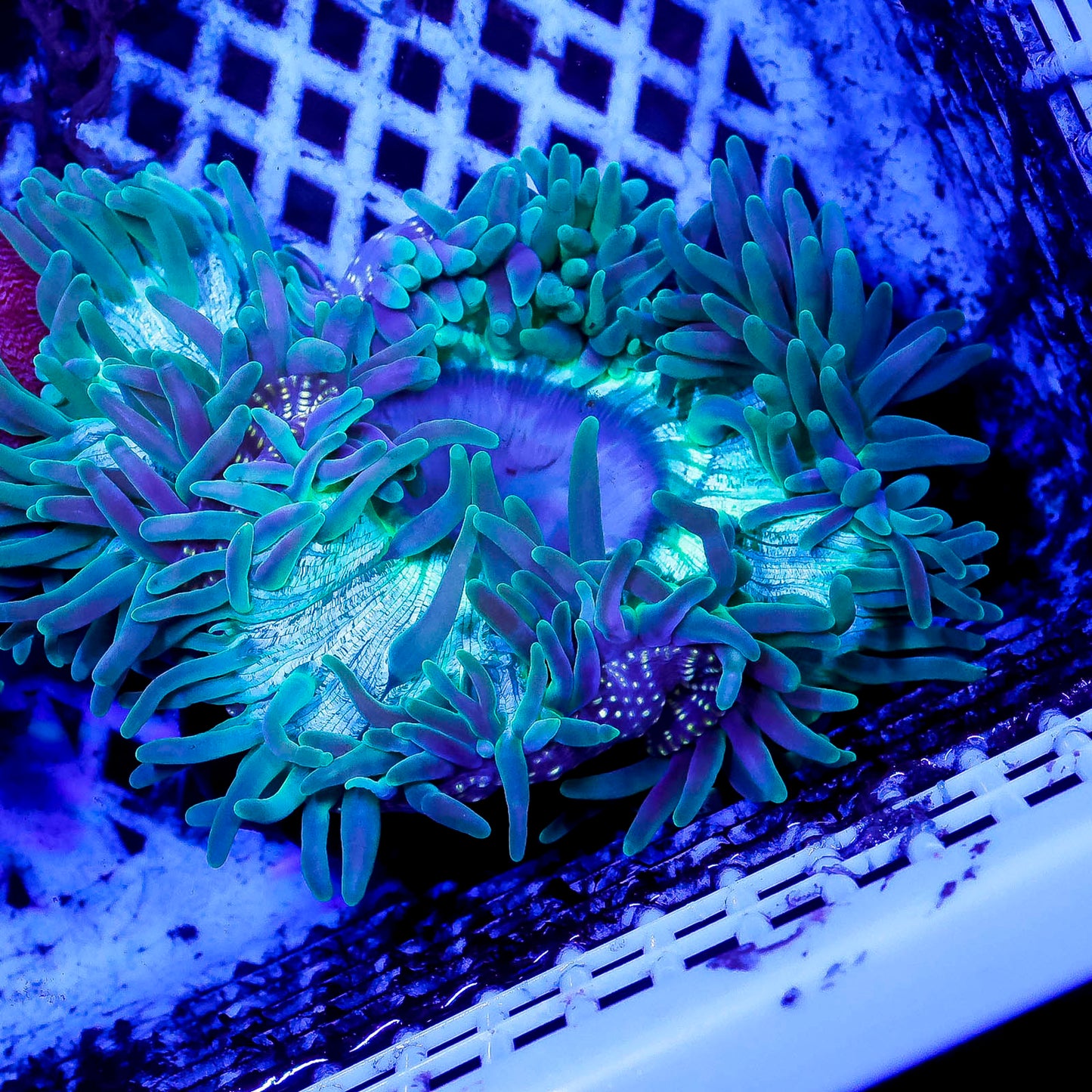 Green Long Tentacle Anemone 4.5" WYSIWYG