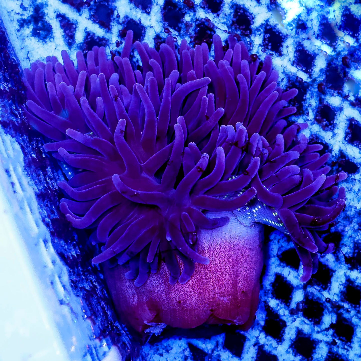 Purple Long Tentacle Anemone 4.5" WYSIWYG