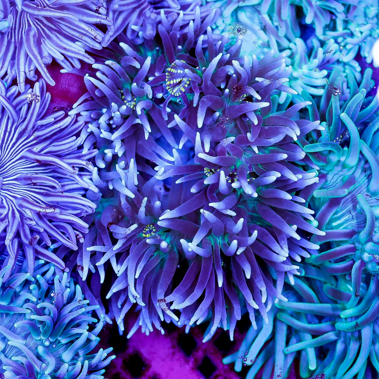 Purple Long Tentacle Anemone 4.5" WYSIWYG