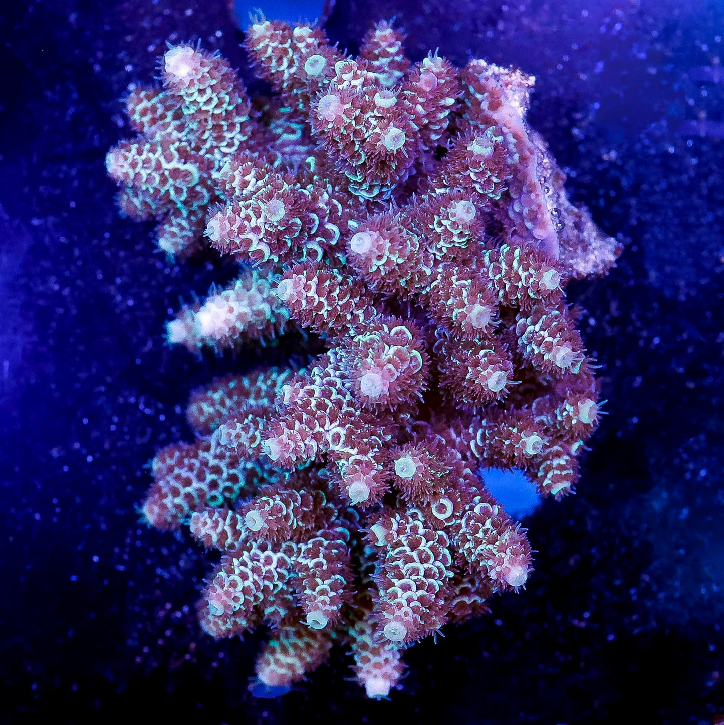 Acropora Coral 3" WYSIWYG
