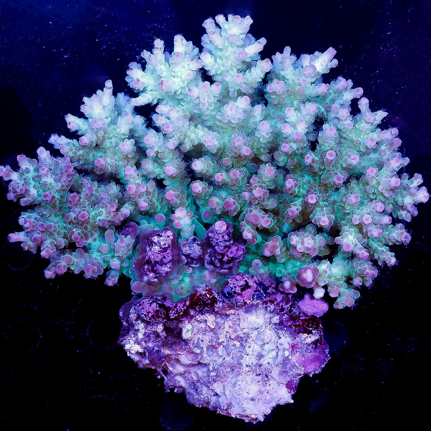 Acropora Coral 3" WYSIWYG