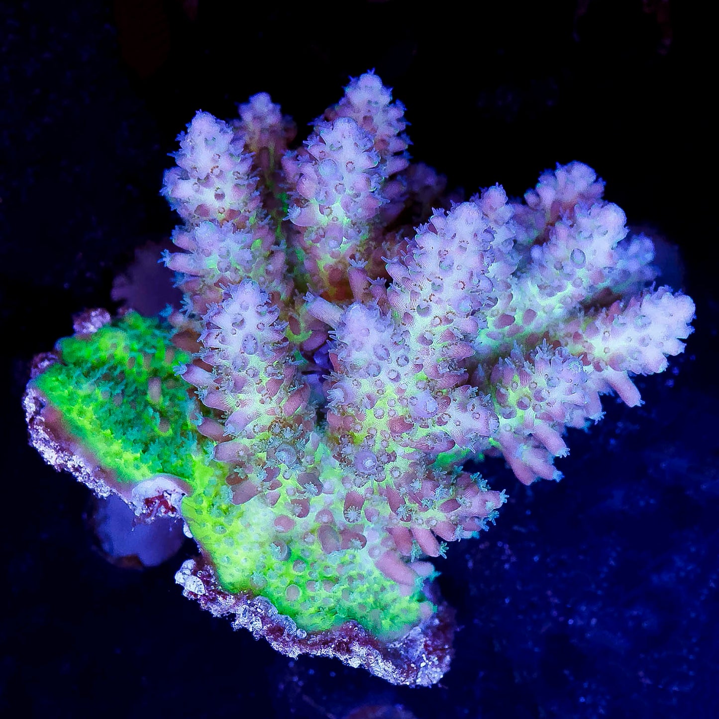Acropora Coral 2.5" WYSIWYG