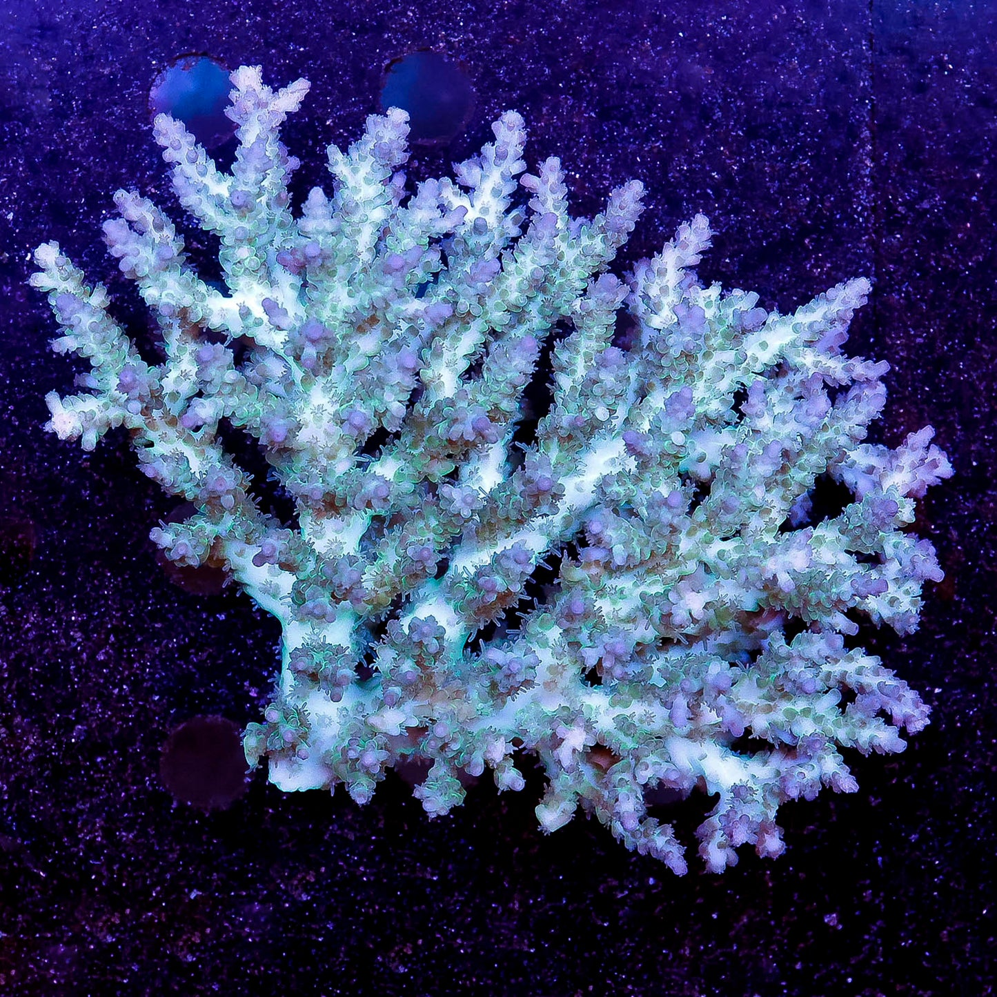 Acropora Coral 3.5" WYSIWYG