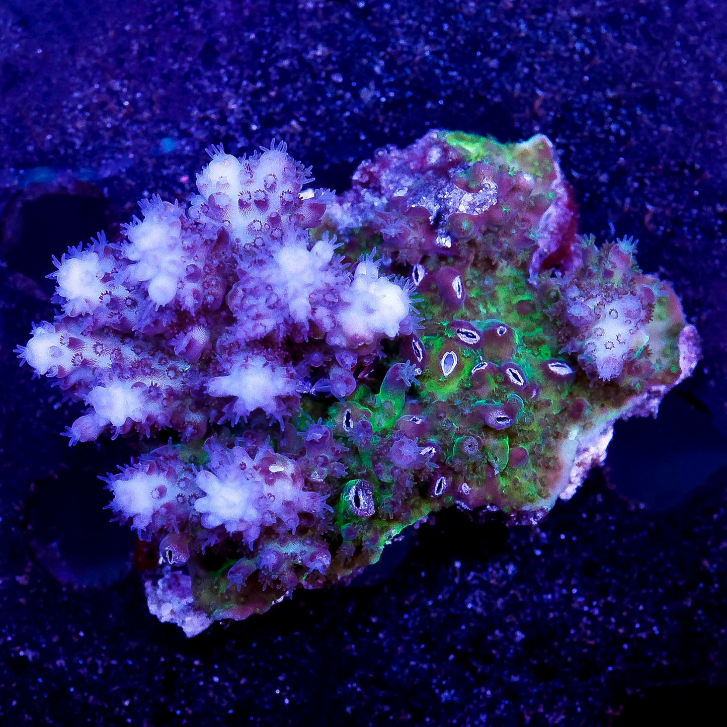Acropora Coral 2.25" WYSIWYG