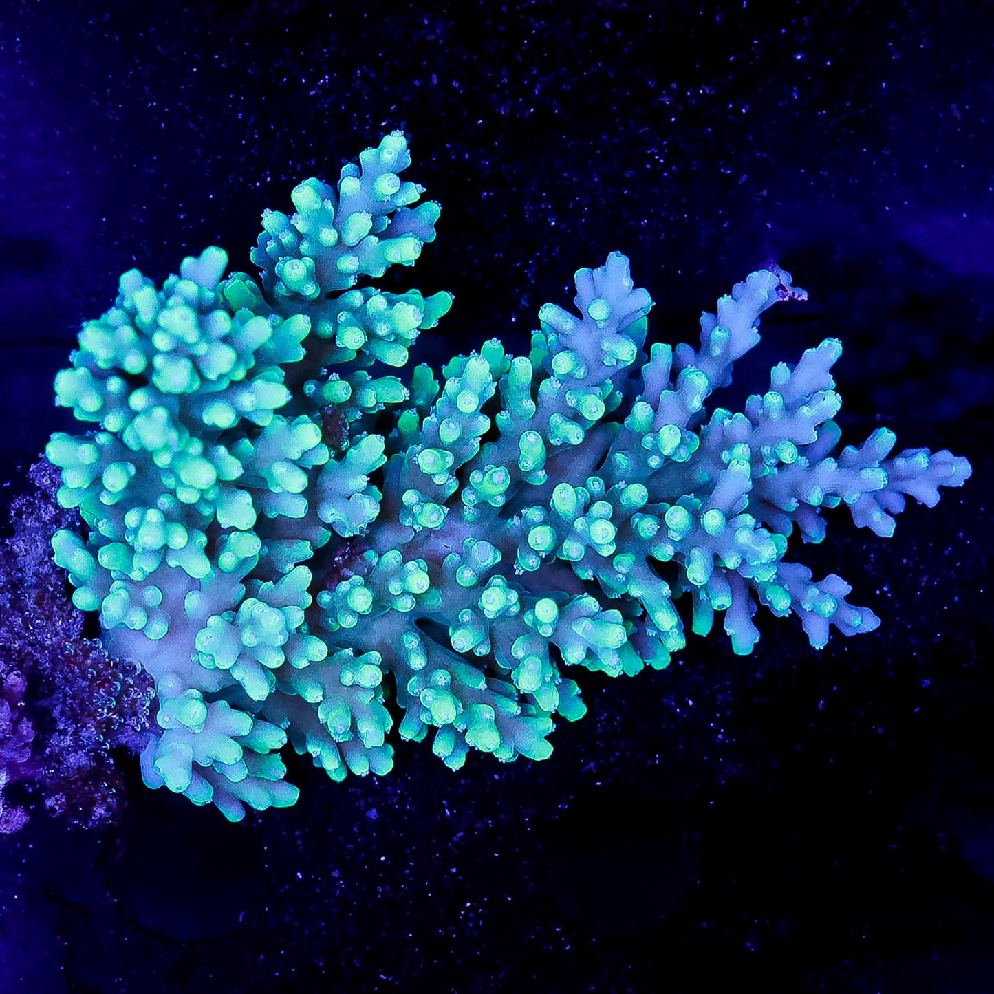 Acropora Coral 2.25" WYSIWYG