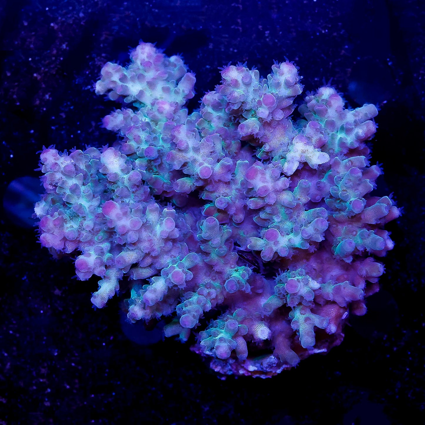 Acropora Coral 2.25" WYSIWYG