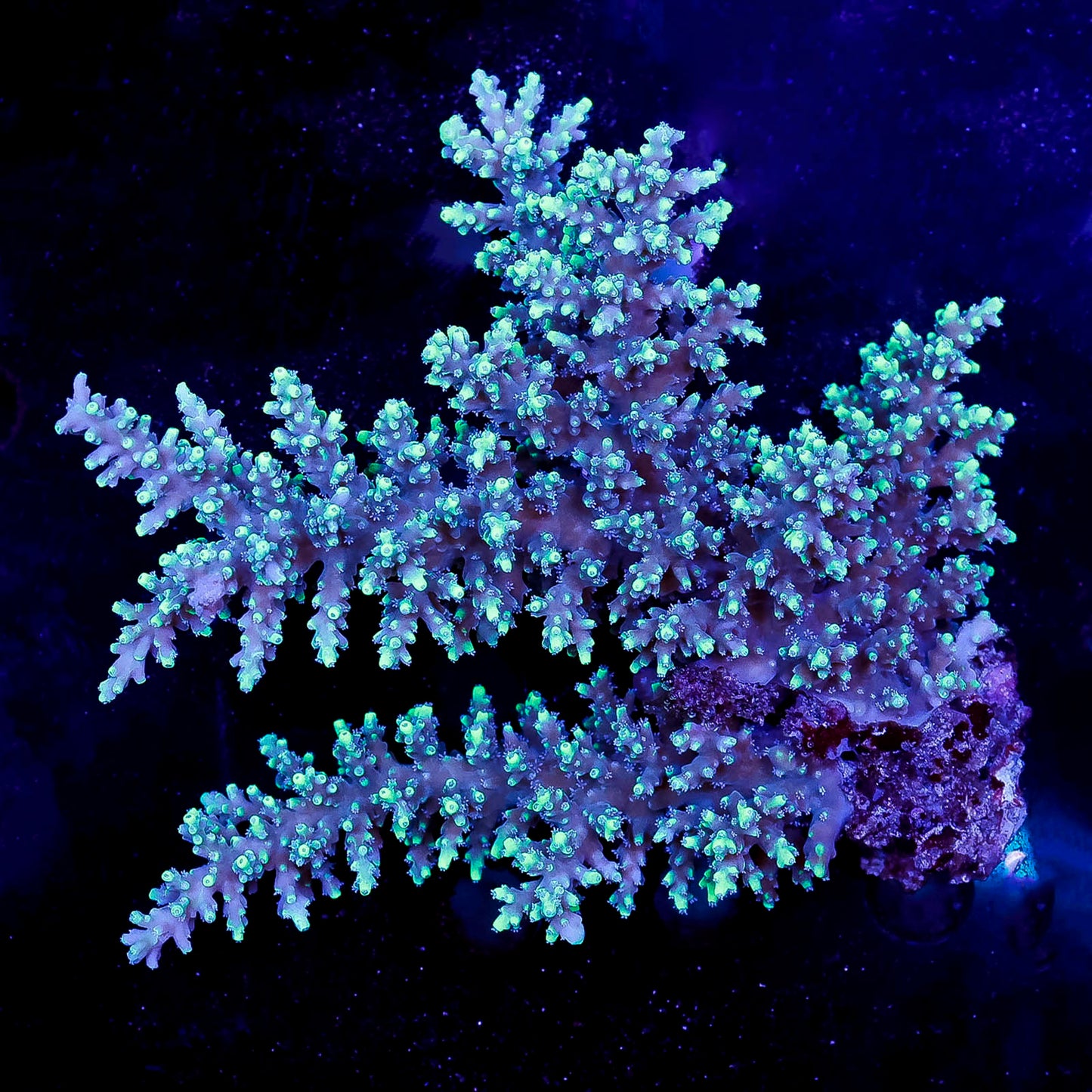Acropora Coral 3.5" WYSIWYG