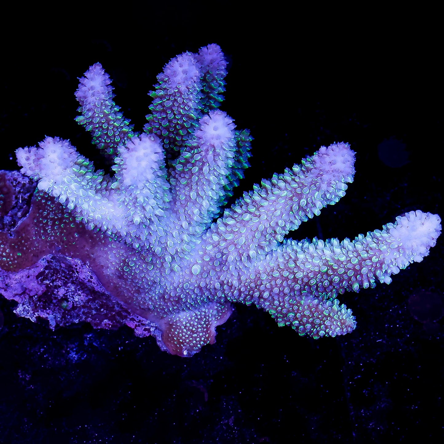 Acropora Coral 3" WYSIWYG