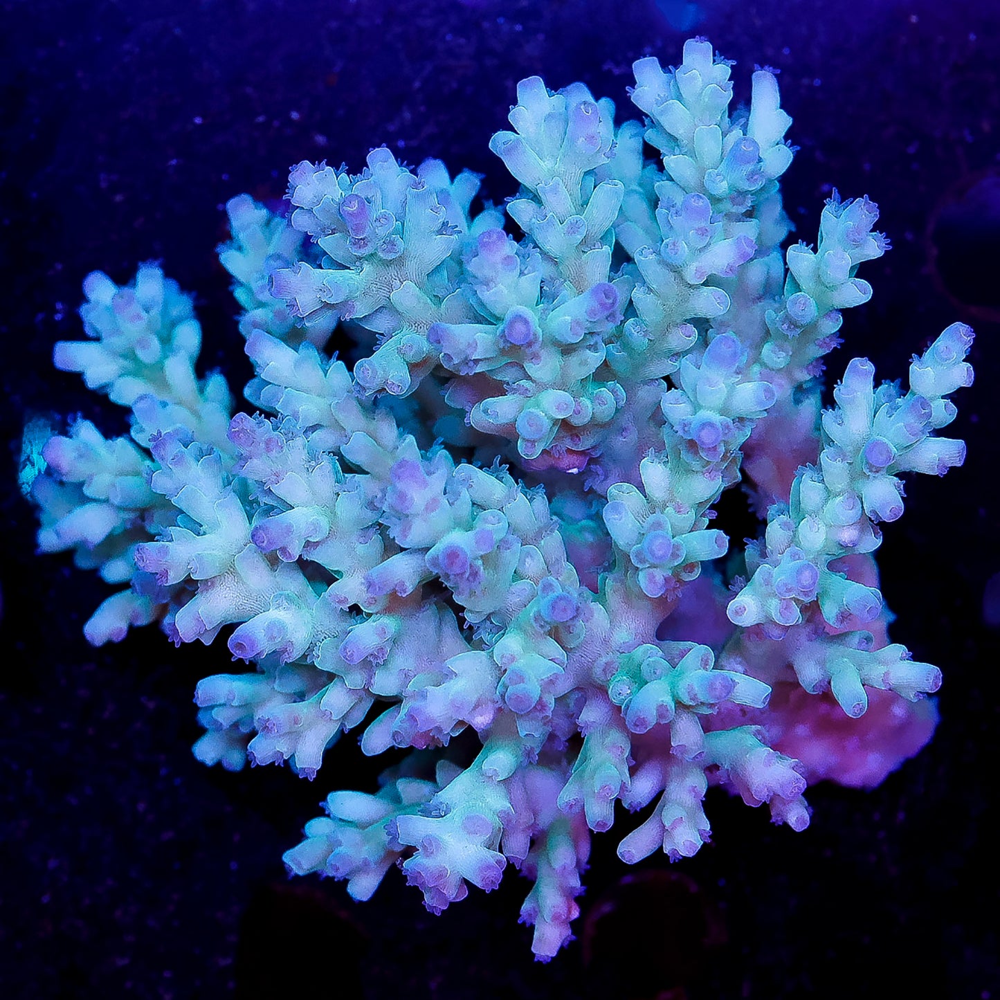 Acropora Coral 3" WYSIWYG