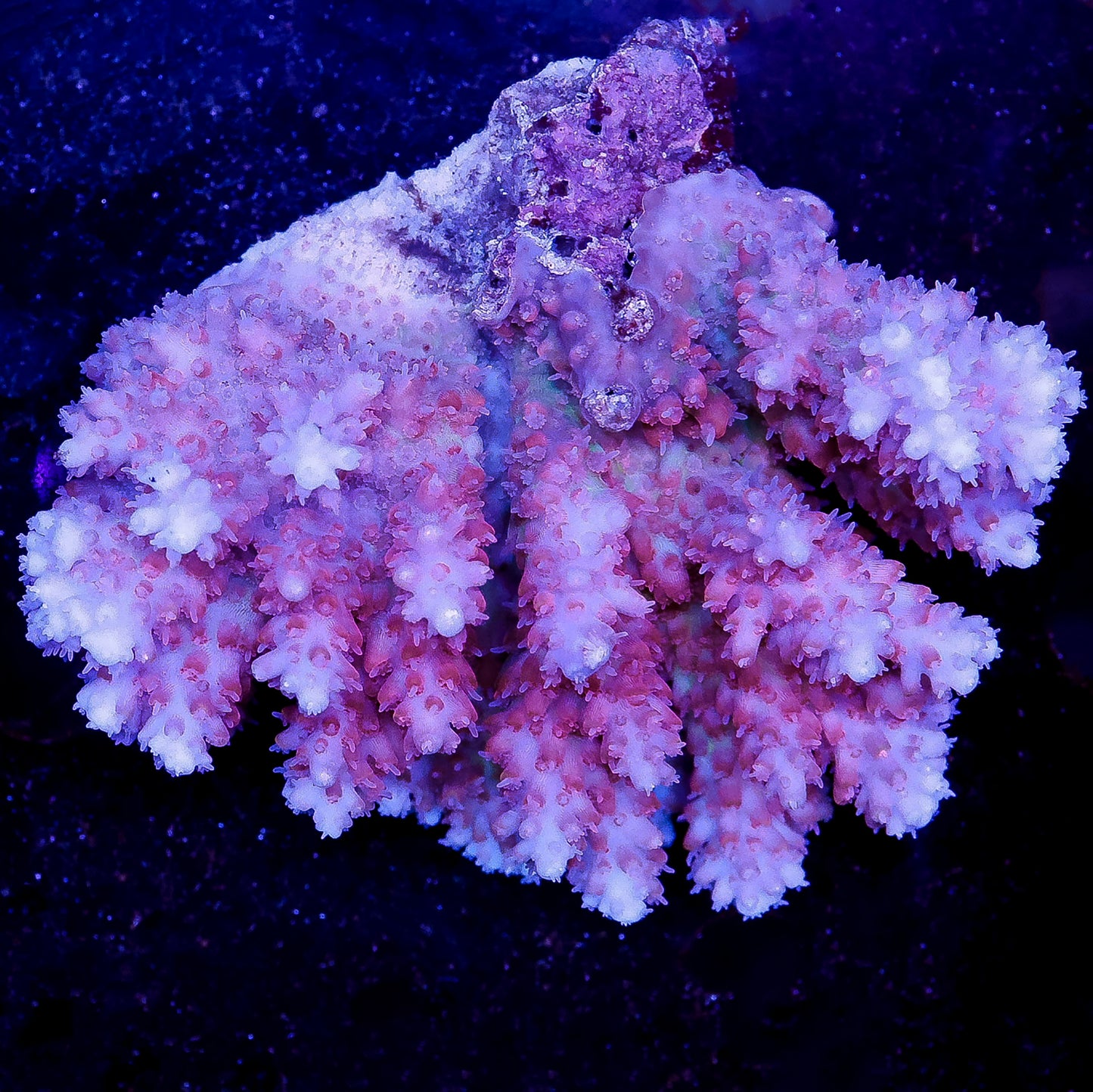 Acropora Coral 2.75" WYSIWYG