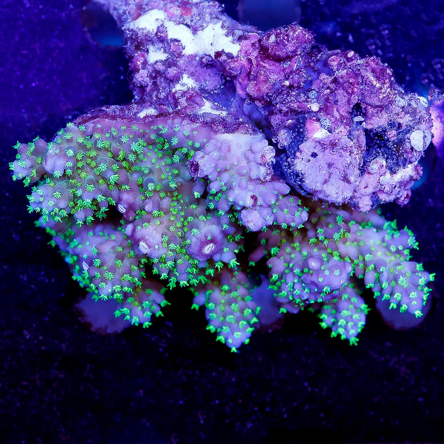 Acropora Coral 2.25" WYSIWYG