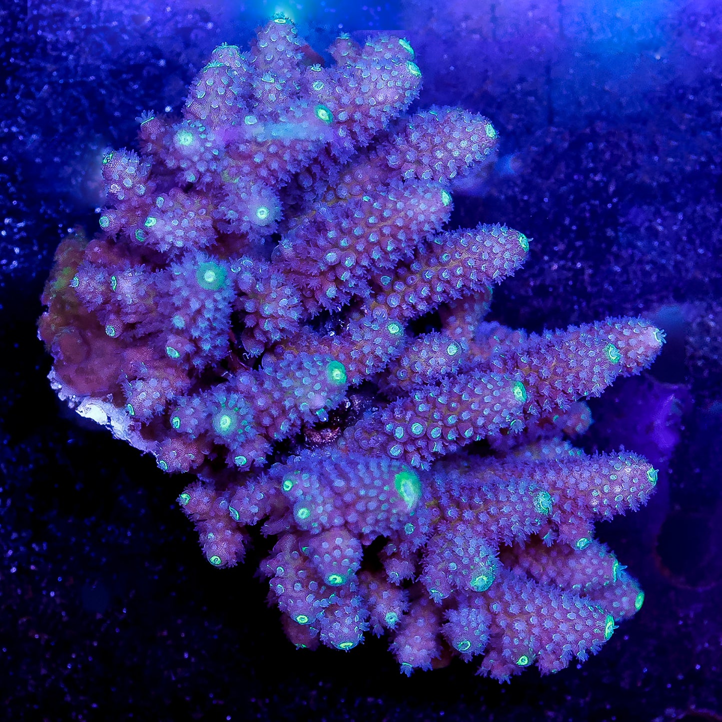 Acropora Coral 3" WYSIWYG