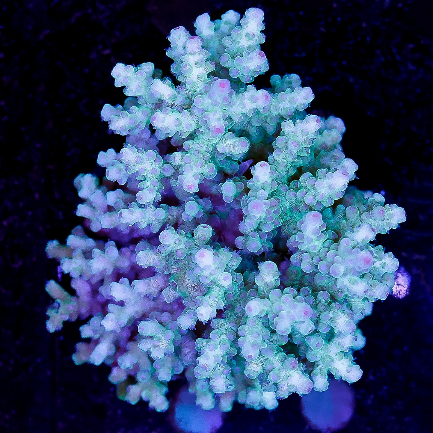Acropora Coral 2.5" WYSIWYG