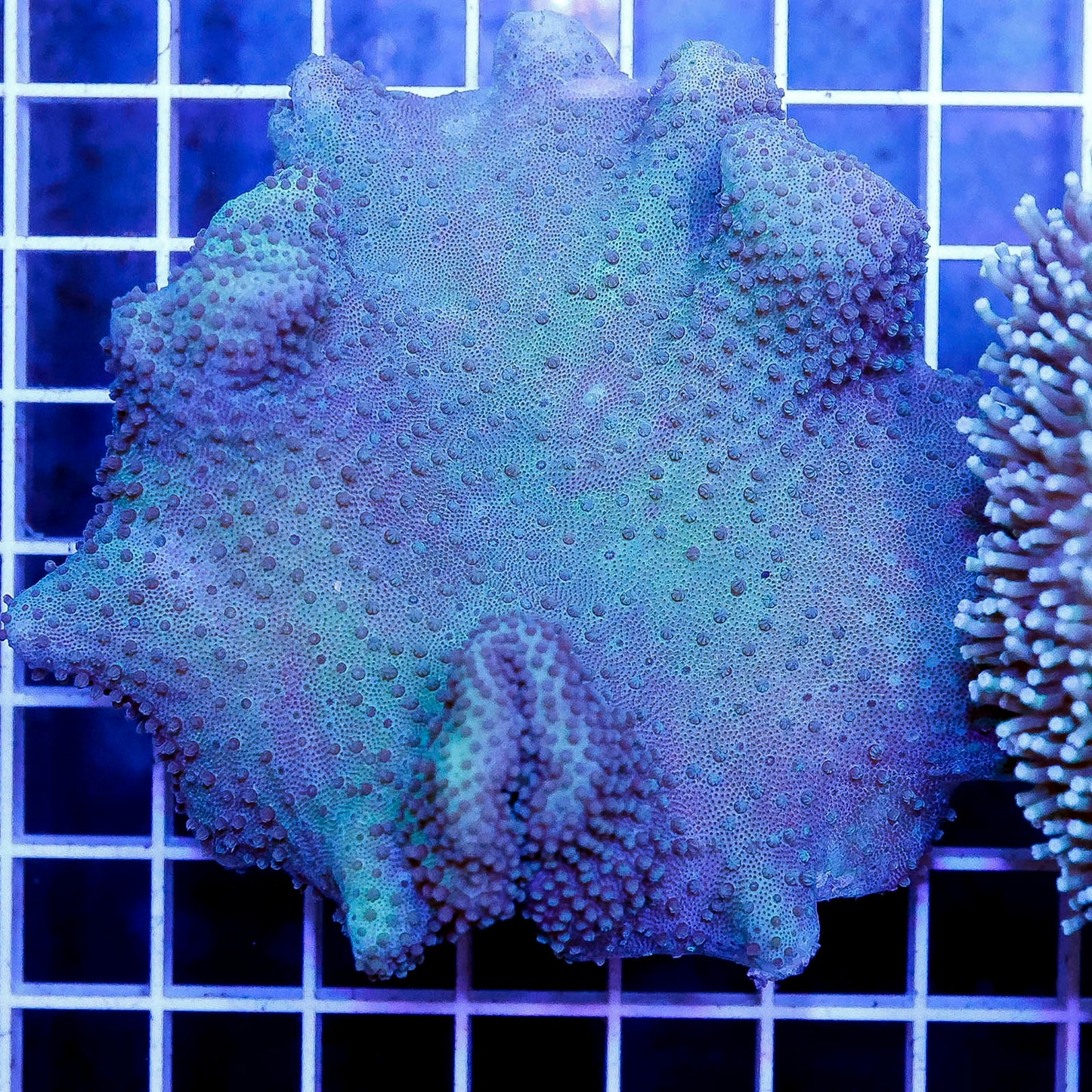 Green Toadstool Mushroom Leather Coral 3.25" WYSIWYG