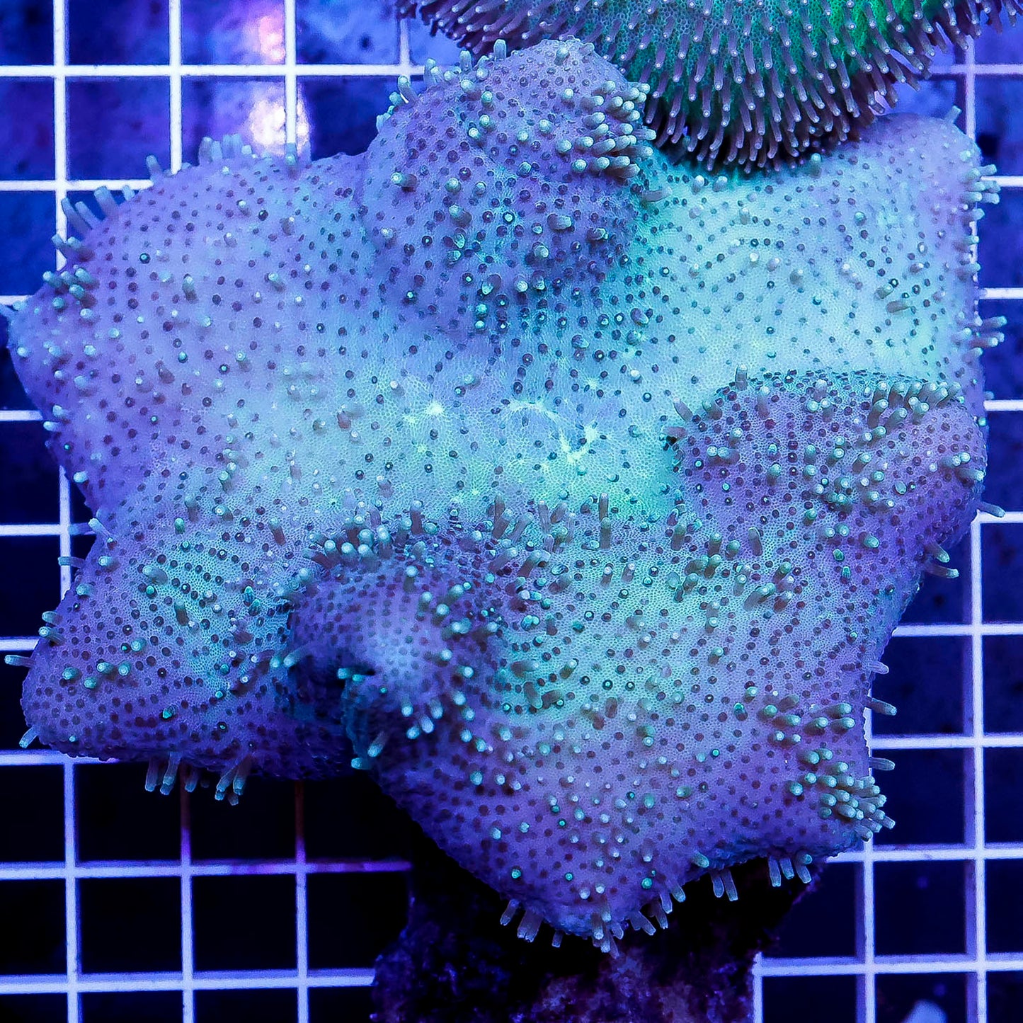 Green Toadstool Mushroom Leather Coral 3.5" WYSIWYG