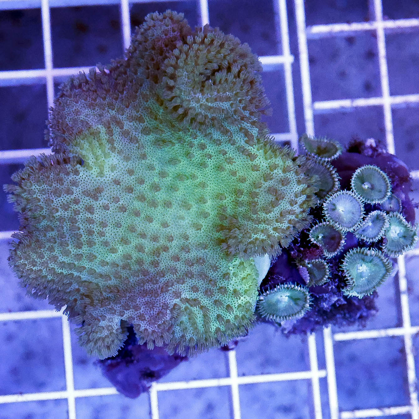 Green Toadstool Mushroom Leather Coral 2.25" WYSIWYG