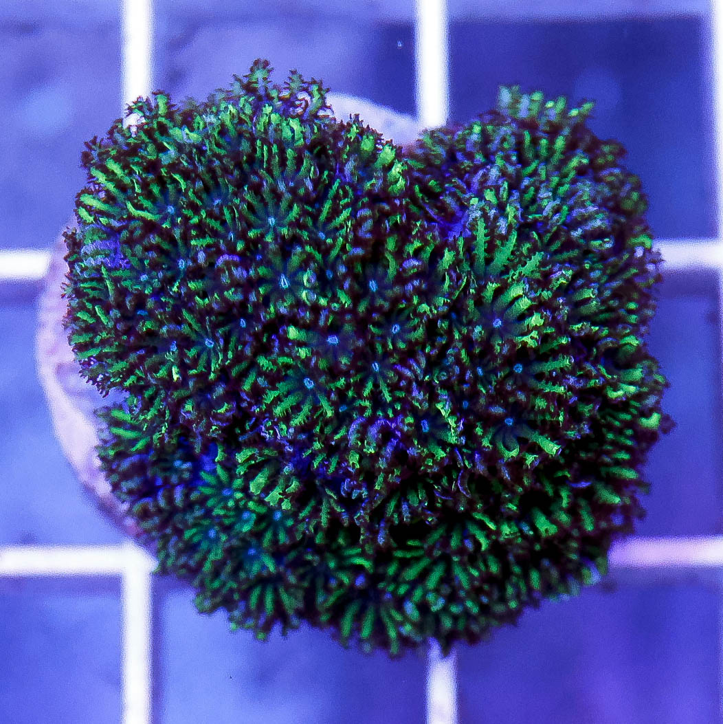 Aquacultured Blue Sympodium Coral Frag 1" WYSIWYG